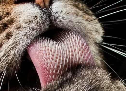 你们见过猫科动物的舌头吗？看完后再也不敢让喵星人舔自己了！