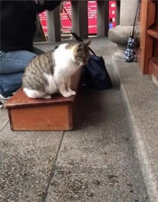 南普陀寺出现一只猫咪跪拜求佛，喵：祈求我喵族永不为奴！！
