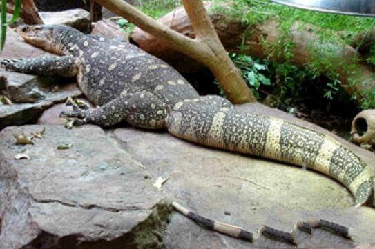 非洲最大的蜥蜴，脾气非常暴躁，有人当宠物来养