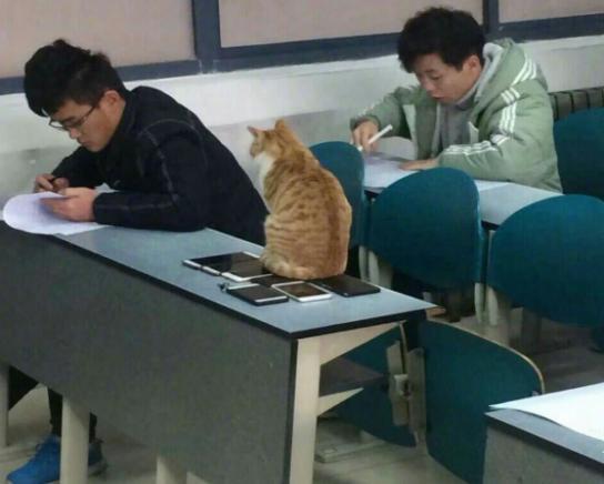 学生分享了猫咪监考的画面，引来了网友一片热议，直呼：不可思议