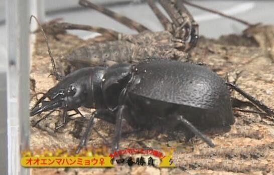 地球上最大的食肉甲虫，轻松秒杀蝎子蜈蚣，堪称非洲杀戮机器