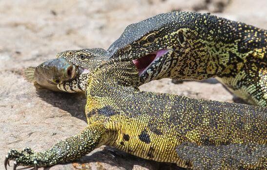 非洲最大的蜥蜴，脾气非常暴躁，有人当宠物来养