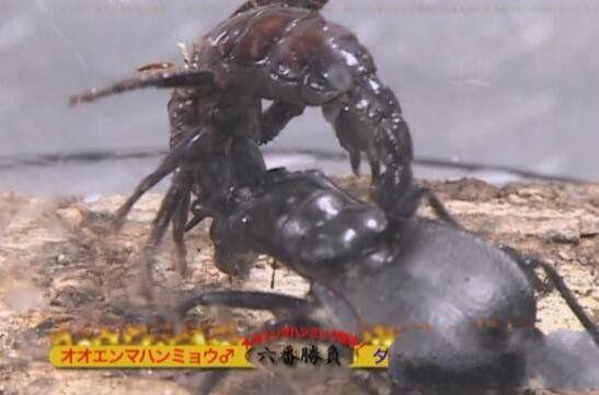 地球上最大的食肉甲虫，轻松秒杀蝎子蜈蚣，堪称非洲杀戮机器