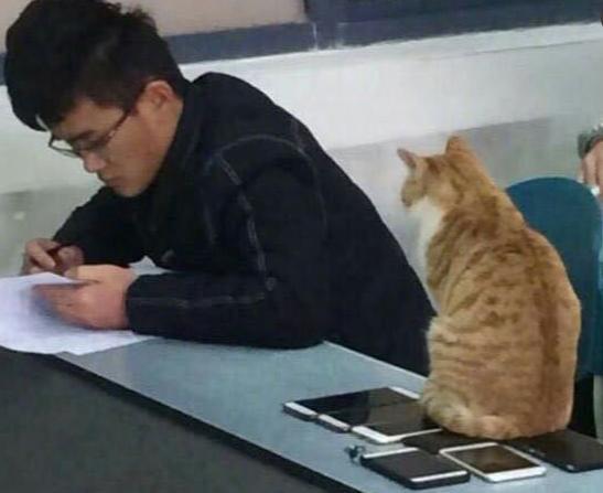 学生分享了猫咪监考的画面，引来了网友一片热议，直呼：不可思议