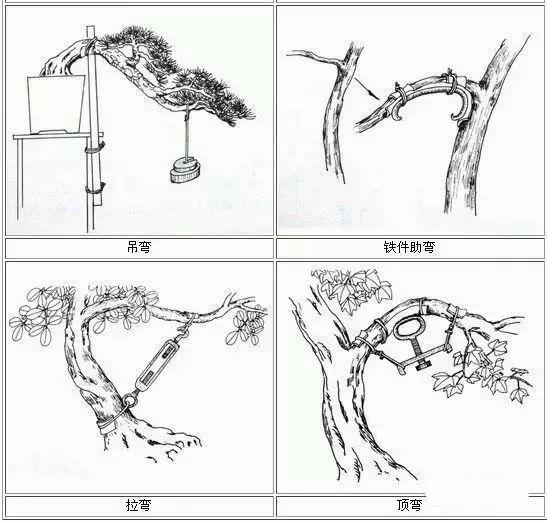 盆景一看就懂 缠线 攀扎 出型