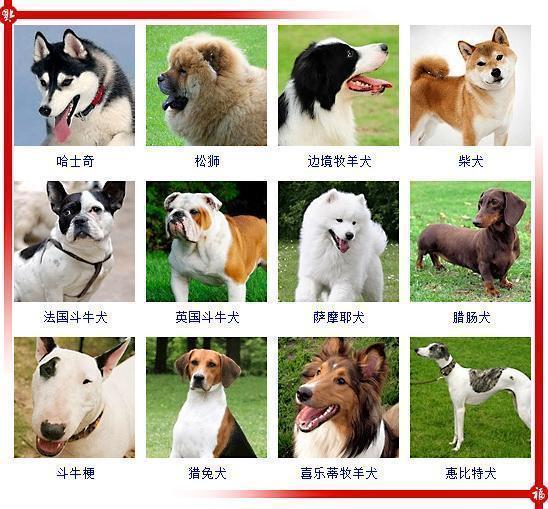 狗狗品种大全，看看你能叫的出多少种？