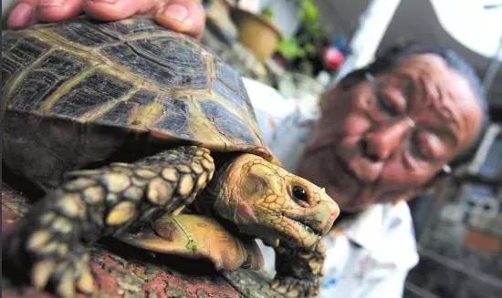 观赏鱼世界「缅甸陆龟」的饲养方法 独家五个小窍门