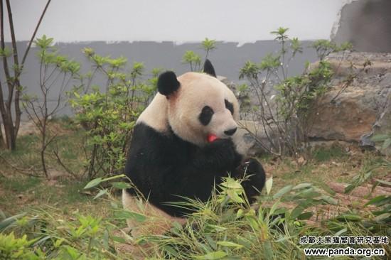 大熊猫百科丨“浜家族”开山熊“梅梅”