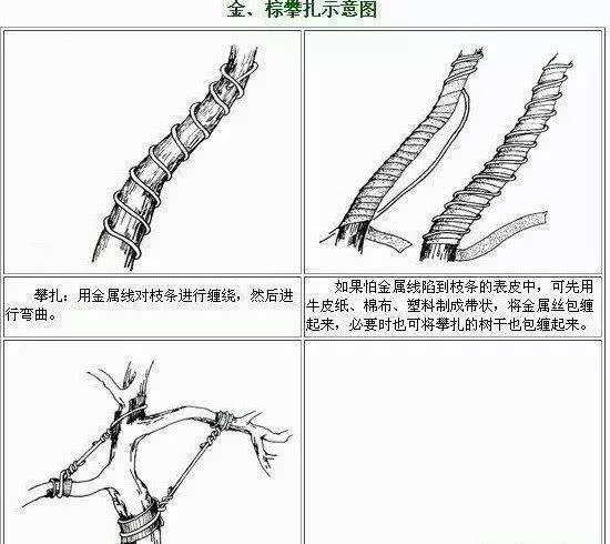 盆景一看就懂 缠线 攀扎 出型