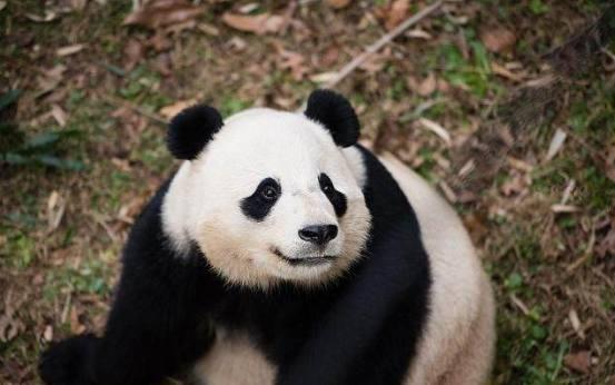 在国外出生的大熊猫最后都要送回中国?