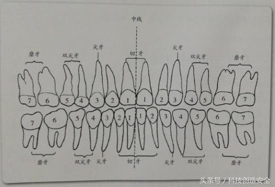 每颗牙齿都叫什么名字？