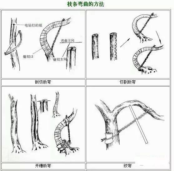 盆景一看就懂 缠线 攀扎 出型