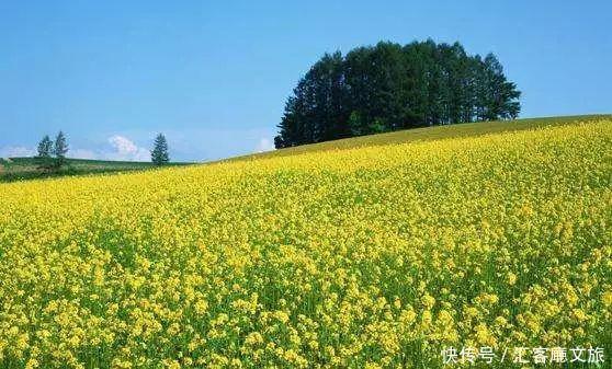 2018湖南油菜花赏花地图出炉！最美线路全包了！