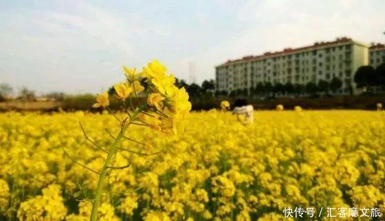 2018湖南油菜花赏花地图出炉！最美线路全包了！