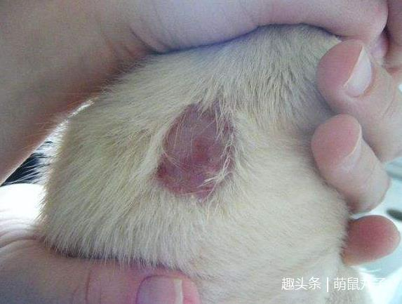 仓鼠没养几天，竟开始秃顶了，这是怎么回事？|仓鼠|秃顶|木屑_新浪新闻