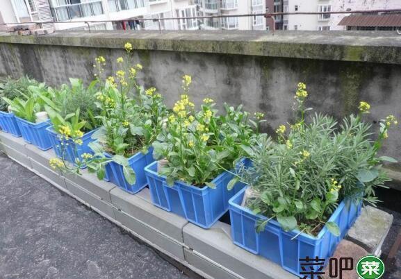 低碳生活——最新型的“空中菜园”（图解）
