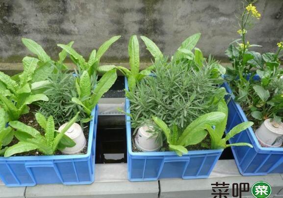 低碳生活——最新型的“空中菜园”（图解）