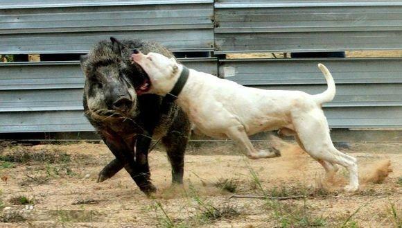 世界十大最凶猛的狗：藏獒只排第六，第一名发起疯主人也咬死