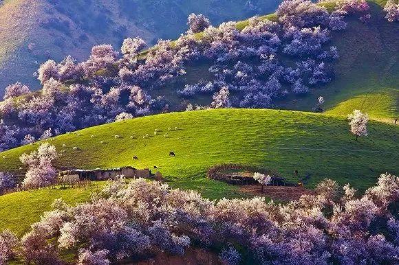 新疆的春天叫伊犁！花海、草原、原野组成了一幅人间最美的画卷