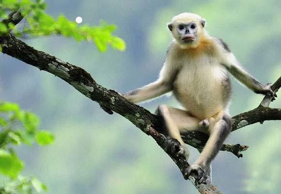 越南长相奇特的猴子,不到250只,它似乎比蜜獾更适合叫平头哥!