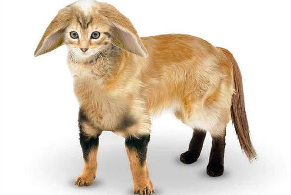 夜幕下的猫影与古宅的秘密？