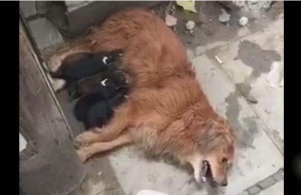 狗妈找食物受伤，拖着身体回到奶狗身边，只为最后奶一次孩子