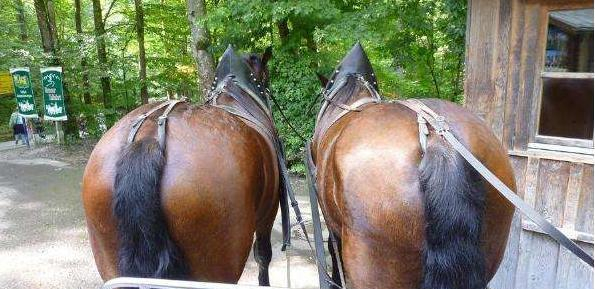 高铁在引领全球，你知道铁轨之间的距离和马屁股有什么关系吗？