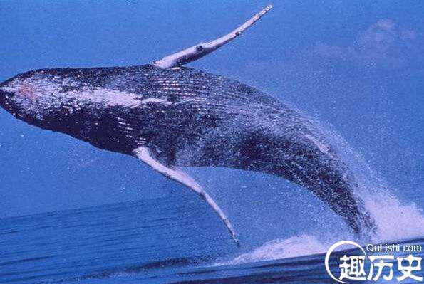 你知道世界上最大的鲸鱼是哪个吗？让我们看看究竟有多大呢？