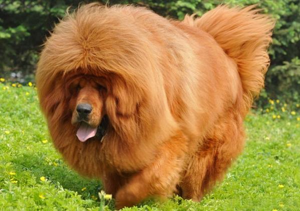 世界七大最贵狗狗排名