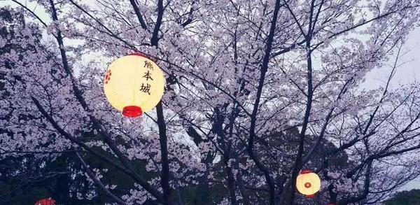 动漫樱花的邂逅---最美不过樱花季