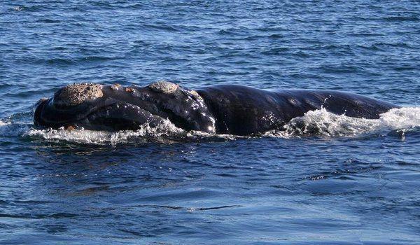 地球上10大最大的鲸鱼，第4个丁丁重1000斤，不少都濒临灭绝