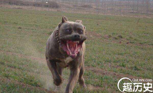 世界上最凶猛的狗排行，比特犬第一(打起架来不怕疼的存在)！