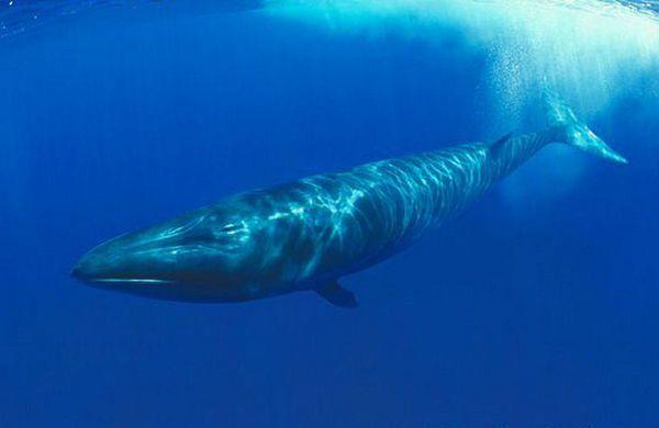 地球上10大最大的鲸鱼，第4个丁丁重1000斤，不少都濒临灭绝