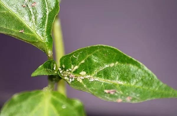 室内的蚜虫是从哪来的，为啥农药都杀不干净，怎么彻底清除蚜虫？