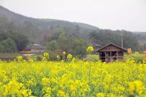 不用去婺源，深圳周边的油菜花陆续开放！千亩花海美如画！