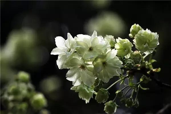 竹子护宅，香椿辟邪，植物栽种风水讲究