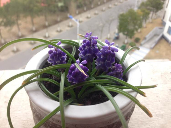 风信子在窗台上的悄悄话… 风信子在窗台上的悄悄话…