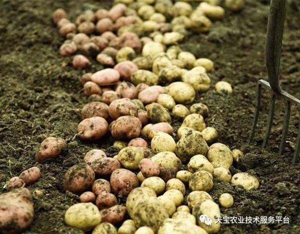 致富经：教你如何种出彩色土豆，一年能卖2000万！