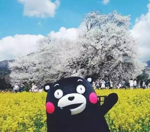 动漫樱花的邂逅---最美不过樱花季