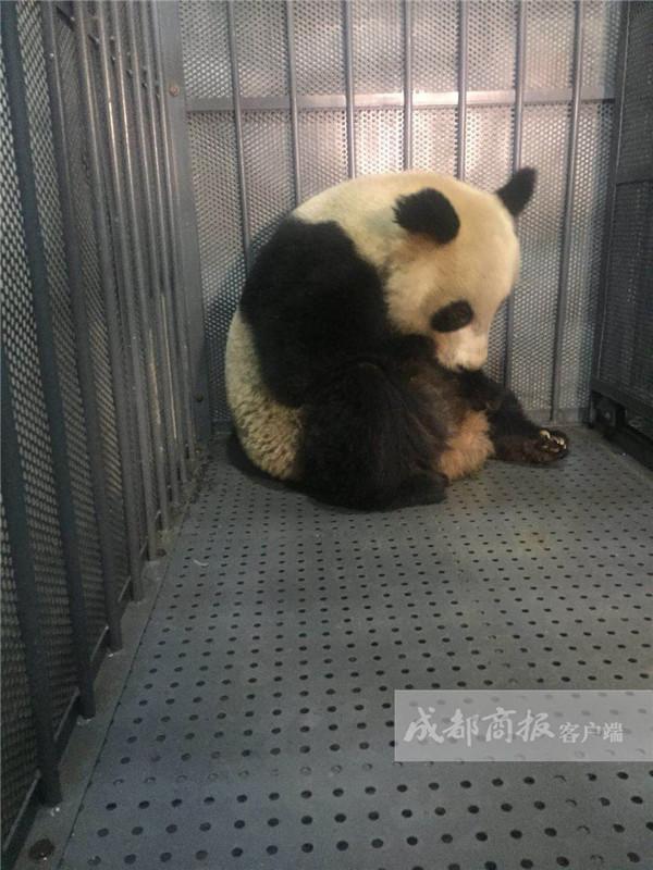 瓦屋山发现病重大熊猫 成都专家急赴现场救援仍未脱险