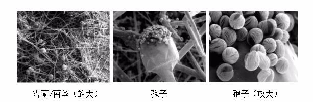 霉菌 霉菌孢子污染防治有效方法及最佳控制解决方案