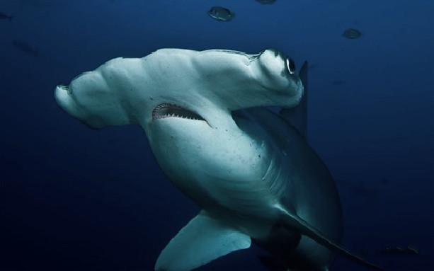 锤头鲨为什么有一个锤头脑袋？感觉好像很“高级”！