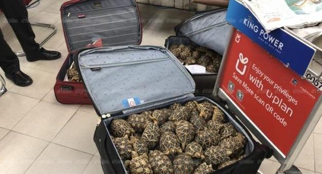 泰国机场可疑行李箱内竟全是走私印度星龟