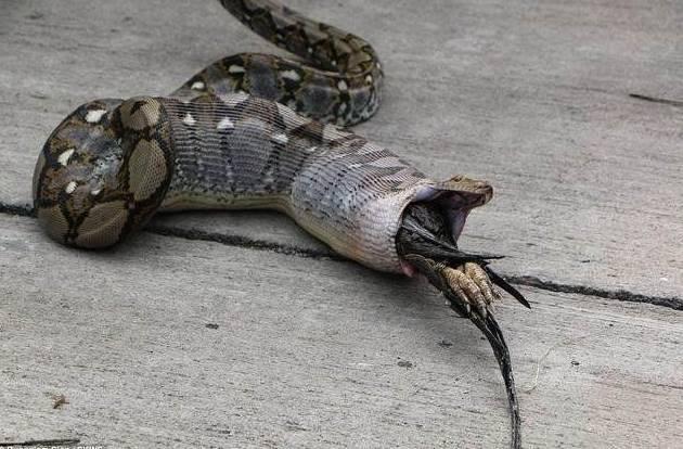 大蟒蛇躺在路边，男子感觉不对劲，将其翻过来后 气的马上报警