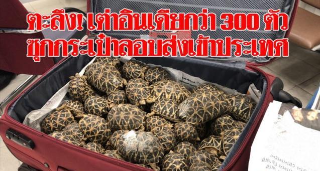 泰国机场可疑行李箱内竟全是走私印度星龟