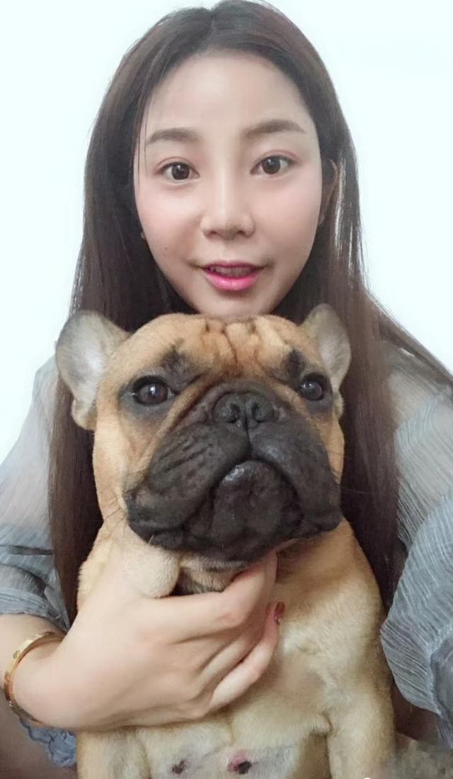 济南最美法国斗牛犬皮皮，这样的宠物狗狗只有亲生老娘才能降服