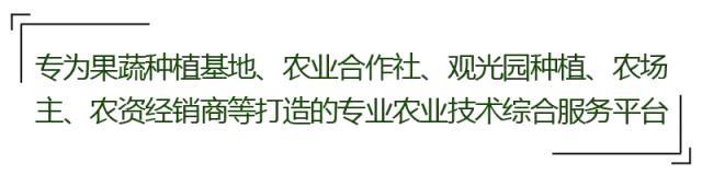 致富经：教你如何种出彩色土豆，一年能卖2000万！