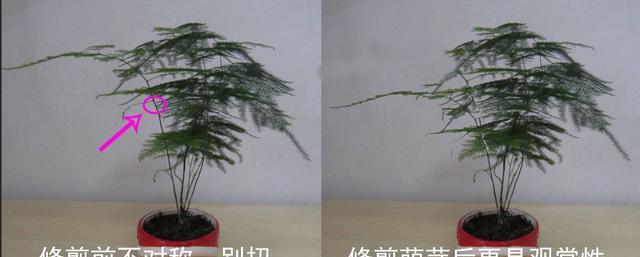 阿布教你养植物｜不要错过3种让文竹变美的修剪手法