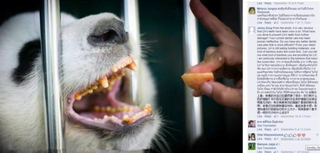 中国大熊猫在泰国月伙食费1000元，每天吃木头，牙齿磨损严重