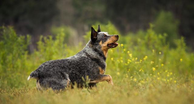 全球名犬智商排行榜前十